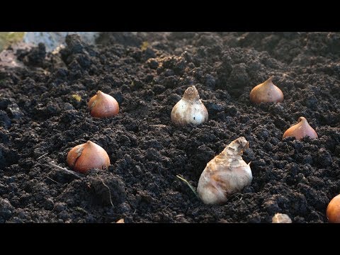 Video: How to plant tulips in autumn and spring