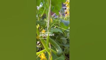 Growing cucumbers on a string trellis!