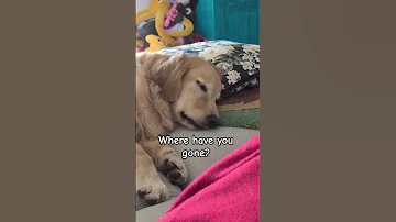POSTO MISSES YOU Dog Dogs Doglife Doglove Shorts Dogshorts Goldenretriever Fyp 