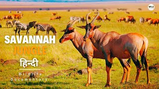 सवन जगल Africa - हनद डकयमटर Wildlife Documentary In Hindi