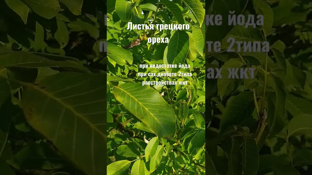 Листья грецкого ореха #грецкийорех #лекарственныетравы #травы #сахарныйдиабет #здоровье #орех