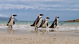 Boulders Beach Penguins @neenenoos