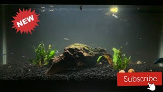 MY 'NEW” BETTA TANK by Asimo 28 views 3 years ago 8 minutes, 17 seconds