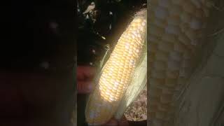 Сладкая кукуруза сорт ракель. Шикарный урожай