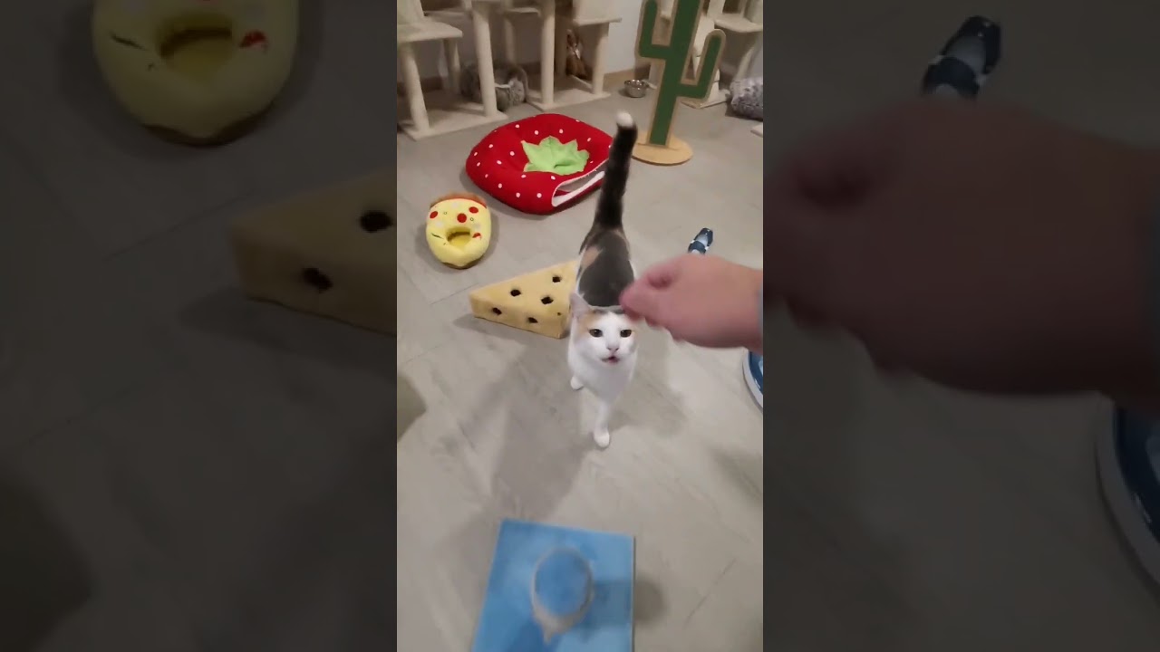 ⁣Chats en vacances - La vidéo du jour : 03/10/2025