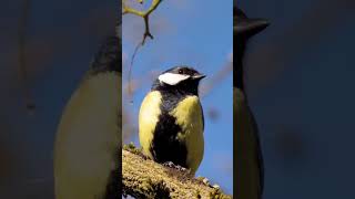 Bellas aves parte (25.4) "Carbonero común" video completo 👇
