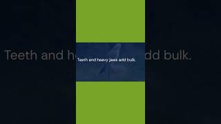 why brds have no teeth