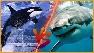 أقوى هجمات القرش النمر والحوت الأزرق وحيتان الأروكا المرعبة فى عالم البحار - شئ لا يصدق