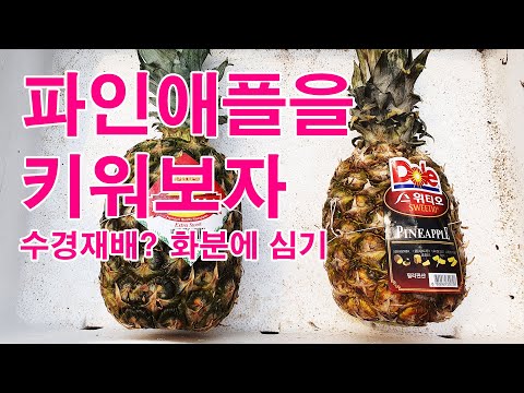 파인애플(ananas)도 다육식물? 집에서 파인애플 키우기 (파인애플 수경재배)