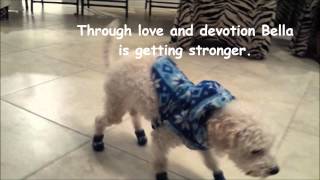 Bella - Update No. 3 - Maltese Rescue California by Maltese Rescue California 32,338 views 10 years ago 1 minute, 18 seconds