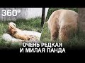 Видео: редкую коричневую панду показали в Китае