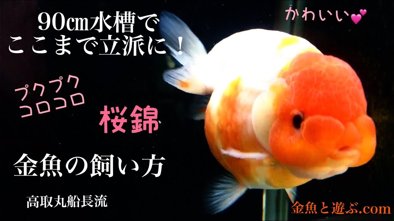可愛い桜錦 高取丸の水槽 江戸地金も必見です Goldfish Youtube