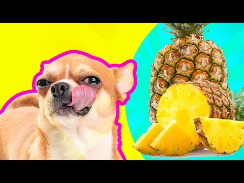 Video: Ar šunys gali valgyti ananasus?