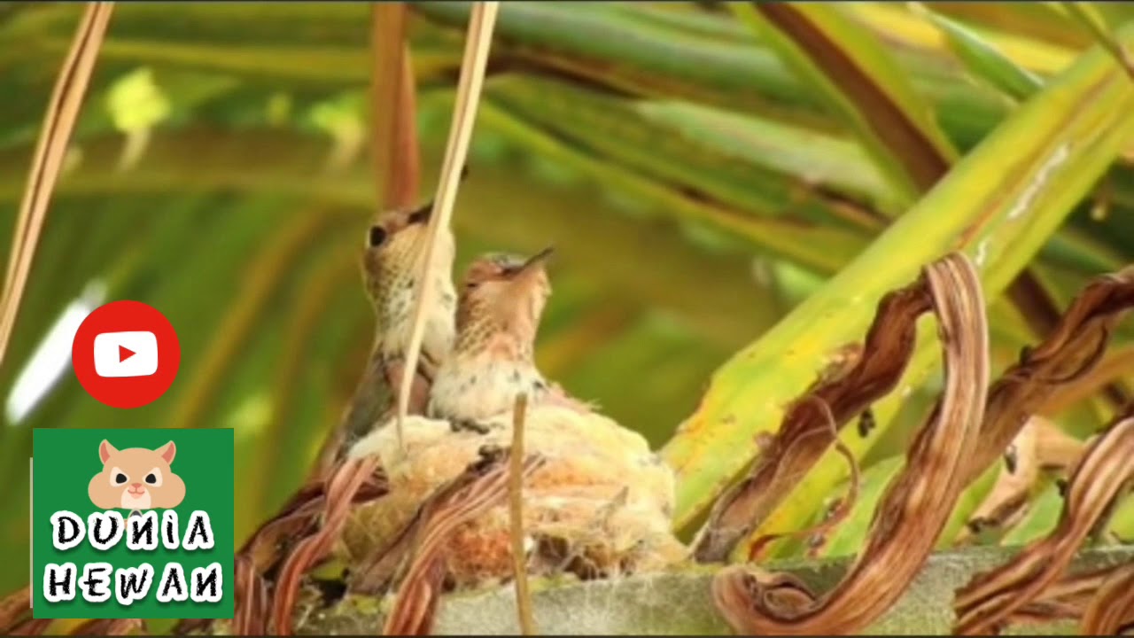 #Burung #alam satwa #hewan Anak Burung mulai Besar 