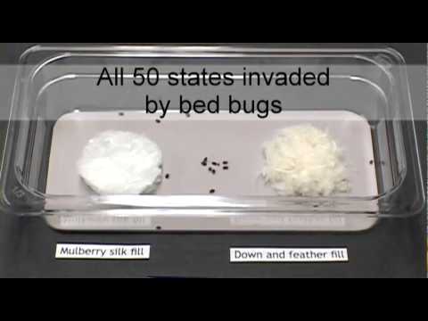 Bed Bugs Prefer Down Over Mulberry Silk, Do Bed Bugs Hide In Quilt