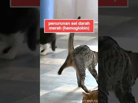 Video: Anemia pada Kucing