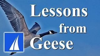 Lessons from Geese - Teamwork and Leadership HD by Angel911 72,889 views 8 years ago 1 minute, 26 seconds