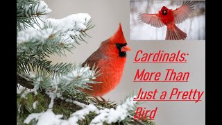 Cardinals: More Than Just a Pretty Bird, The Red Birds of North America: A Cardinal's Tale