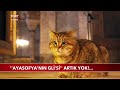 Ayasofya'nın Meşhur Kedisi Gli Hayatını Kaybetti