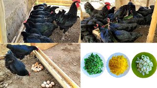 What vegetables and greens should be given to chickens to make healthy eggs/Qora shaxzoda tovuqlari