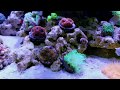 Polyp-Booster and Reef-Roids Tutorial