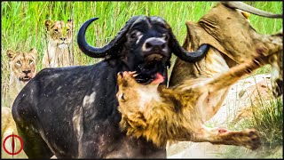 Here's What Happened When This Stupid Lion Attacked The Bull !!