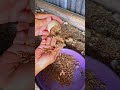 Vietnam’s Duck Farming Secret 🦆 Free Super Feed That Boosts Egg Production 😱