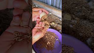 Vietnam’s Duck Farming Secret 🦆 Free Super Feed That Boosts Egg Production 😱