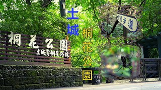 搭捷運去追五月雪|新北土城桐花公園賞螢步道|承天禪寺桐花 ... 