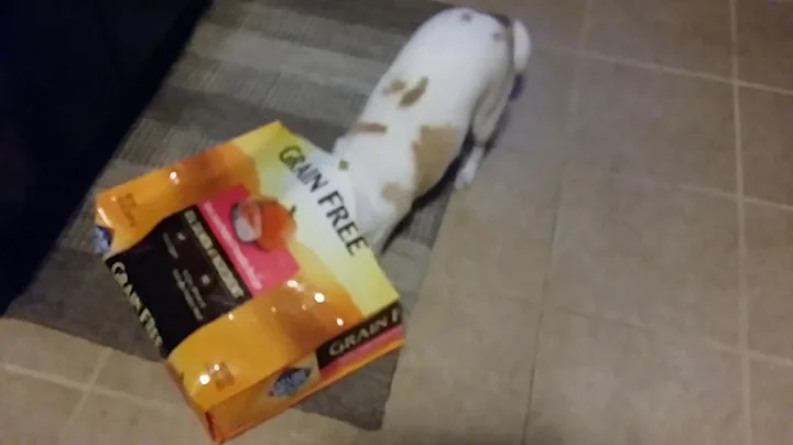 Bonnie searching the empty dog food bag