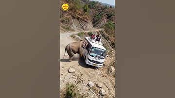 Elephant Pushes Bus Off Cliff in Rainforest | Shocking AI Wildlife Scene | AI-Generated
