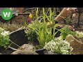Wasserpflanzen im Mini - Gartenteich - so wird der kleine Teich angelegt!