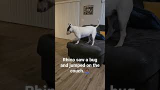 My Bull Terrier is scared of bugs!