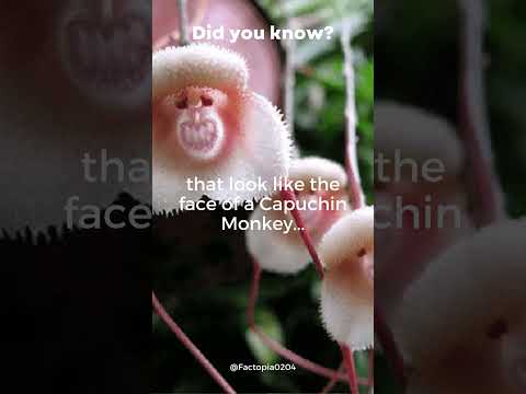 Видео: Сармагчин цэцгийн тухай баримт: Сармагчин цэцэг ургуулах, арчлах мэдээлэл