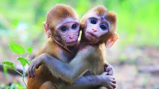 The Cutest Baby Monkeys - COMPILATION