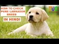 How to Check Pure Labrador Breed In Hindi | Know Your Breed In hindi | The Ultimate Channel
