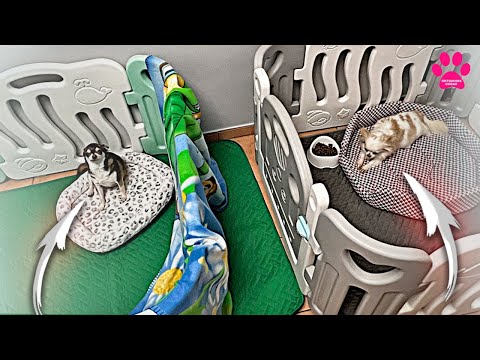 Сразу две беременные чихуахуа! Кто родит первой?