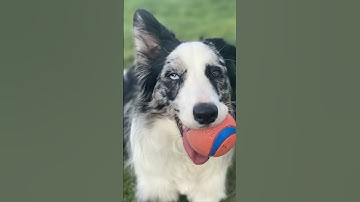 A LifeSaving LESSON: How AI Can Revolutionize VETERINARY Care |Greg Brockman #gregbrockman #chatgpt