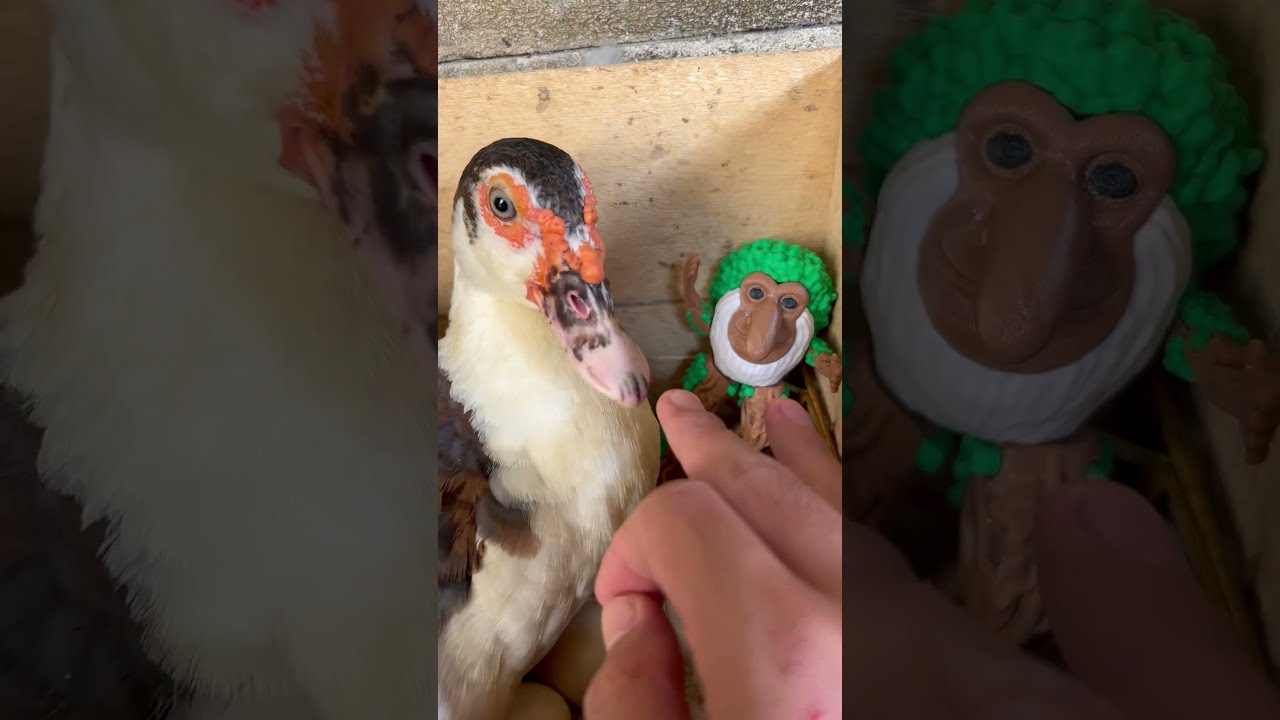 OMG Duck So Angry When I Grabbed My Brr Patapim Shorts Funny