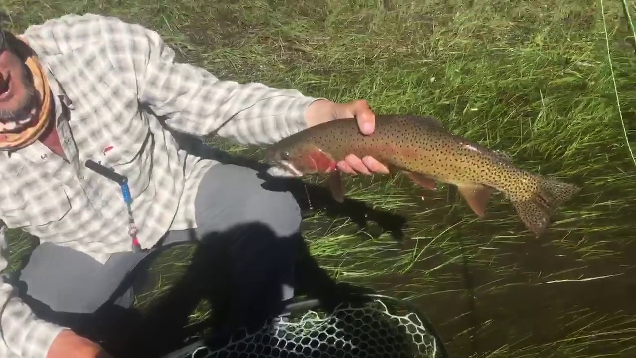Big Hole River cutthroat trout YouTube Big Hole River cutthroat trout YouTube