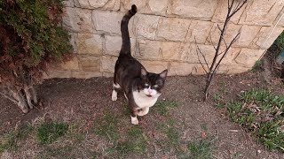 Cute street cat Mazzo / Красивый уличный кот Маццо