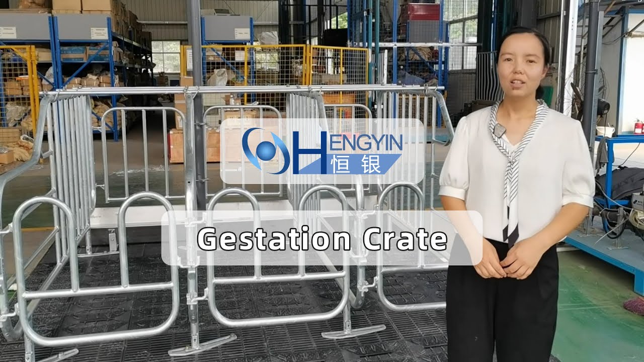 Hengyin Technology pig farm gestation crate  introdution-Hengyin