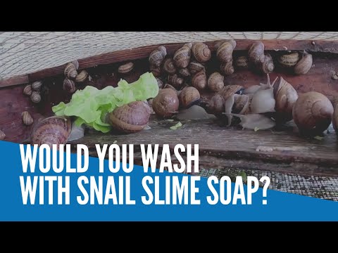 Would you wash with snail slime soap?