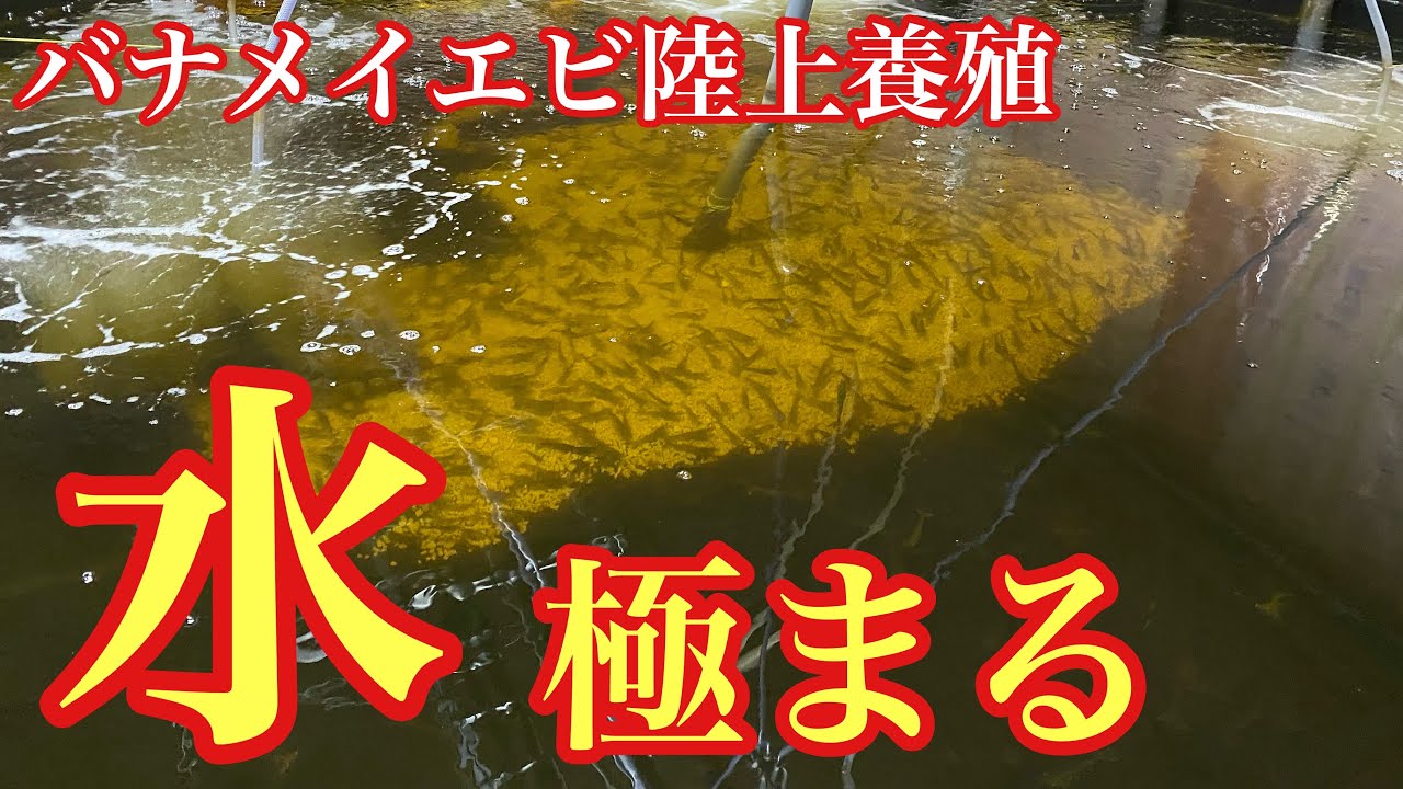最高の技術が搭載された「ろ過槽」が完成！理想の水が完成しました！【バナメイエビ陸上養殖】