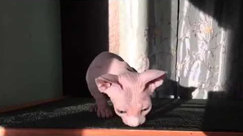 Video 1219281: hairless sphynx kitten plays