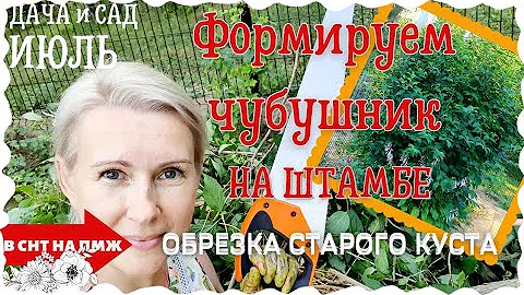 ОТЧУБУШИЛИ ЧУБУШНИК! | ОБРЕЗКА ЧУБУШНИКА (ЖАСМИНА) ИЗ КУСТА В ДЕРЕВО