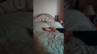 Millie The Cat On Our Bed  #catvideos #cat #catlover #shorts #4k