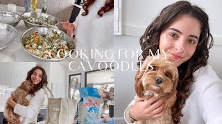 cooking for fussy cavoodles // breeder Q&A // come shopping with me
