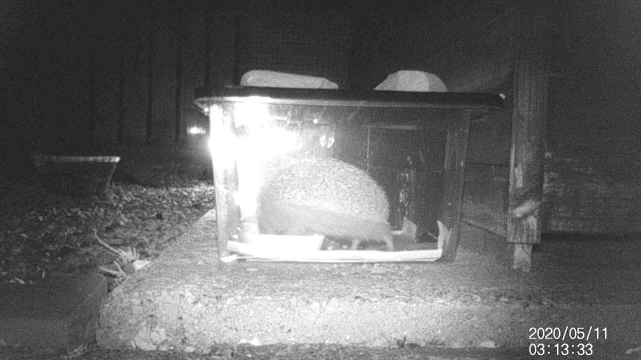 Hedgehog Diaries 17.05.2020 - YouTube