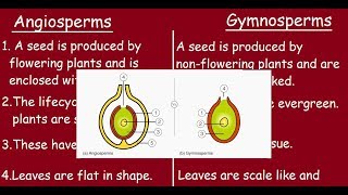 Angiosperms Vs Gymnosperms  |Quick differences in 3 minutes |